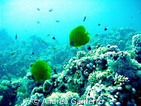 Underwater by Andrea Gamerro 