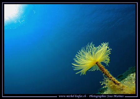 A big Fan Tube Worm in the water of the Mediterranean Sea... by Michel Lonfat 