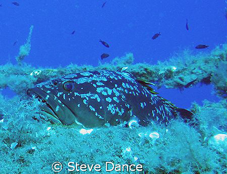 Large Grouper taking a rest on the hull of the Zenobia wr... by Steve Dance 