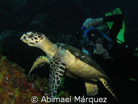 Sandy and The Turtle, Saba Island by Abimael Márquez 