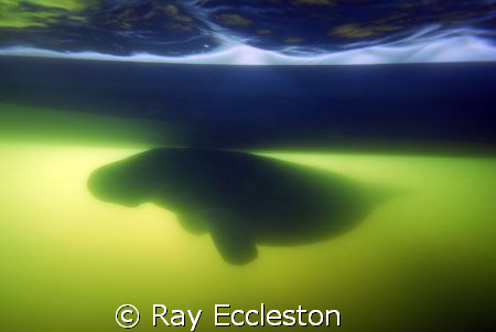 Manatee under the boat shot into the sun, taken at Crysta... by Ray Eccleston 