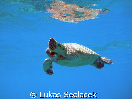 hawaiian  turtles by Lukas Sedlacek 