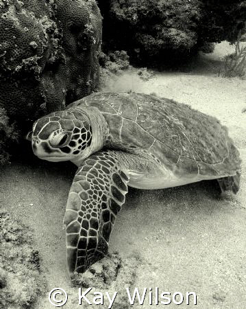 Green Turtle, Indian Bay, St. Vincent, St. Vincent and th... by Kay Wilson 
