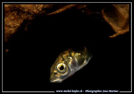 A very shy fish called in French "Epinoche" - maybe a "Mi... by Michel Lonfat 