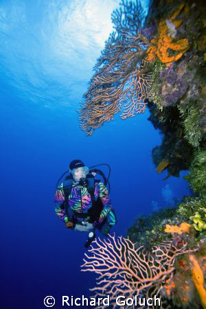 Diver and the wall at Palancar Gardens-Cozumel-Canon 5D 1... by Richard Goluch 