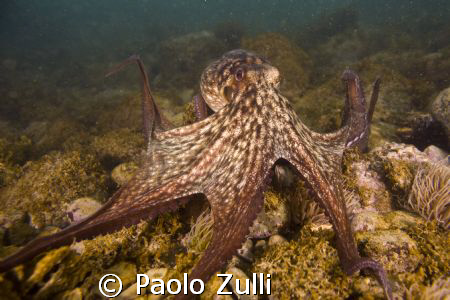 "octopus vulgaris"(mucchiola- Ortona a mare- ch) 450D 18-... by Paolo Zulli 