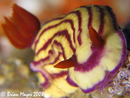 A candy stripe nudibranch (Hypselodoris maridadilus) that... by Brian Mayes 