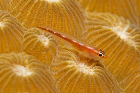 Tiny goby on a coral head by Andy Lerner 