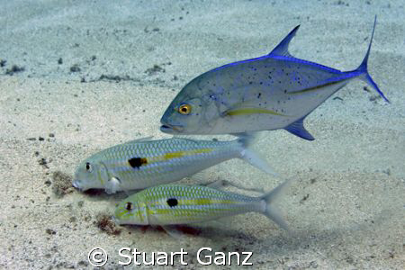 Bluefin Trevally swimming with the Goatfish. by Stuart Ganz 
