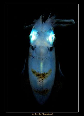 Glowing Squid (Night dive / strobe lit) 
D300, 60mm AF-S... by Kay Burn Lim 
