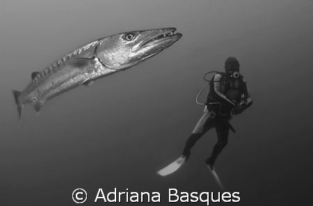 Giant barracuda at USAT Liberty ship wreck.
Canon Xti, 1... by Adriana Basques 