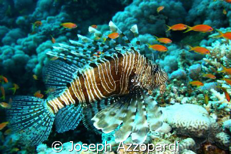 Lion fish at El Gardens Dahab Egypt by Joseph Azzopardi 
