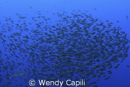 Schooling orangespine unicorfish (only happens once a yea... by Wendy Capili 