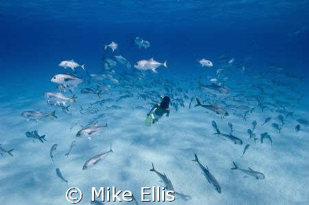 Free diver swimming with Horse eye jacks,   Angle iron wr... by Mike Ellis 