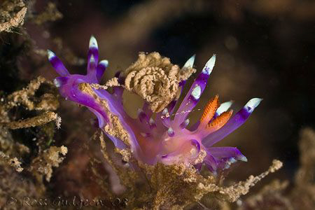 Flabellina exoptata laying eggs.  Ningaloo Reef, Western ... by Ross Gudgeon 
