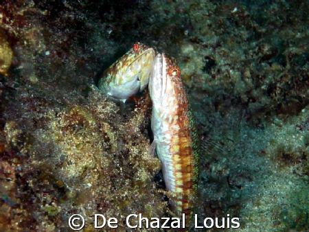 A lucky shot of these in love fishes by De Chazal Louis 