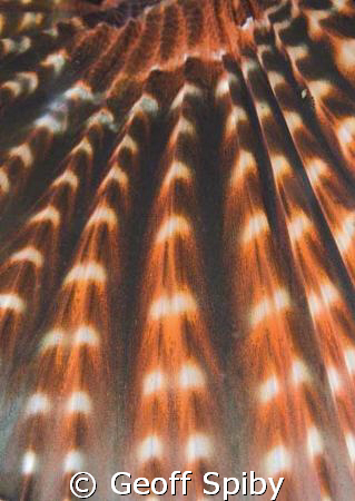lionfish fin abstract by Geoff Spiby 