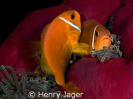 "Mating Dance" from the Maldives. by Henry Jager 