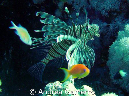 Lionfish 2 by Andrea Gamerro 