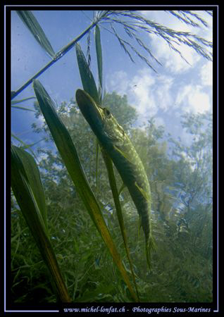 A small Pike Fish close to the surface shot from under...... by Michel Lonfat 