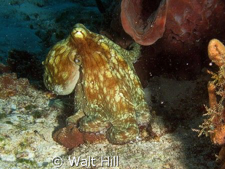 A nice afternoon for a sunny drive for an octopus! by Walt Hill 