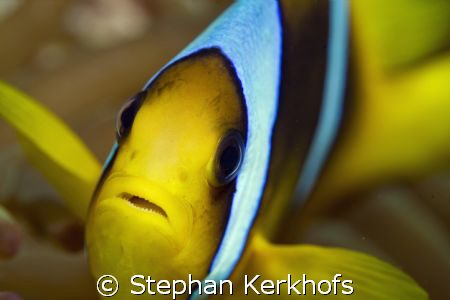 Red sea anemonefish (Amphipiron bicinctus) taken with 180... by Stephan Kerkhofs 