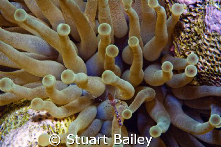 Pederson Cleaner Shrimp on Anemone in Bonaire
Nikon D70,... by Stuart Bailey 