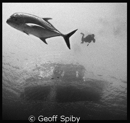 giant kingfish coming to meet the divers as they descend by Geoff Spiby 