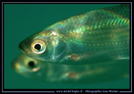 Fresh Water Fishes (Rotengles)... :O) ... by Michel Lonfat 