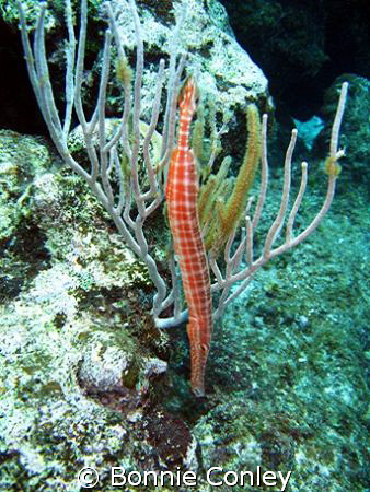 Trumpetfish seen in Grand Cayman July 2008.  Photo taken ... by Bonnie Conley 