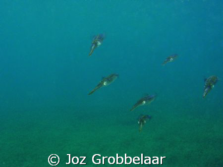 Cattlefish being nosy ganging up against me probably to p... by Joz Grobbelaar 