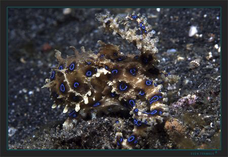 Blue-ringed Octopus probably (Hapalochlaena lunulata) by Sven Tramaux 