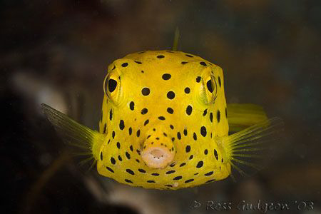 Juvenile Yellow Boxfish.  Ningaloo Reef, Western Australi... by Ross Gudgeon 