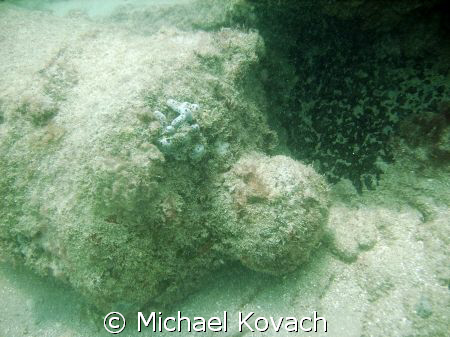 Canon on the Scuba Trail on the Inside Reef at Lauderdale... by Michael Kovach 
