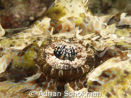 Close up of Crocodile Fish Eye... Olympus E-330 + 50mm Ma... by Adrian Schokman 