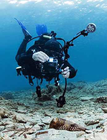 Cuttlefish & Diver by Nicholas Samaras 