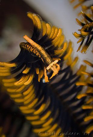 Over the top!  Crinoid Shrimp.  Wakatobi, SE Sulawesi.  C... by Ross Gudgeon 