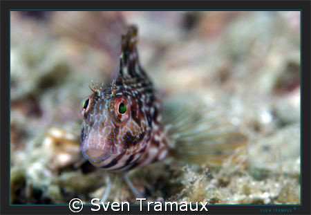 The curious look of a Blenny by Sven Tramaux 