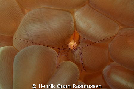 Shrimp in Bubble Coral by Henrik Gram Rasmussen 