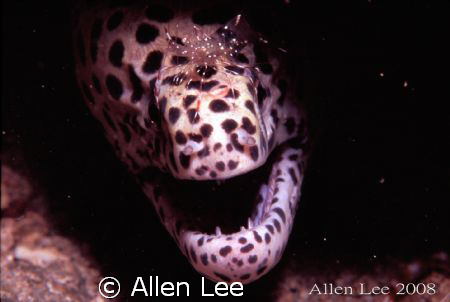 moray eel & cleaning shrimp.Nikon F100,60mm,f27.1/125,YS-... by Allen Lee 