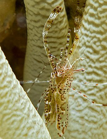 Sun Anemone Shrimp (Periclimenes rathbunae) from Bonaire. by Jim Chambers 