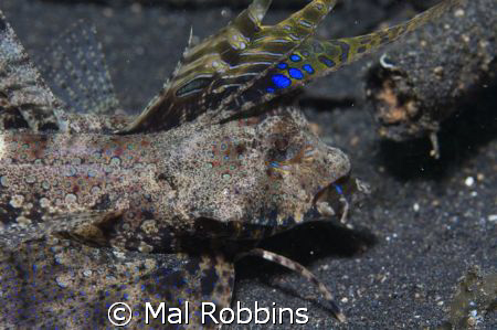 this was taken in Lembeh straights Dec 30th 2008 and is p... by Mal Robbins 