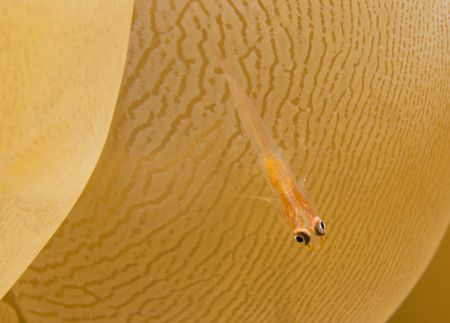 Tiny bubble coral goby by Andy Lerner 