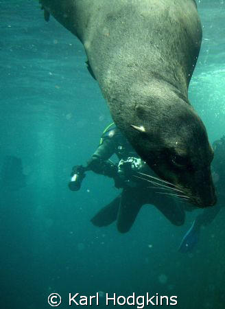 Seals checking out the divers by Karl Hodgkins 