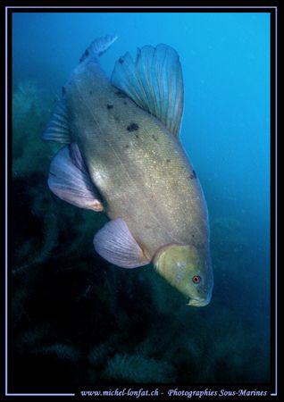 A magestic Tench in one of our small diving lakes... :O) ... by Michel Lonfat 