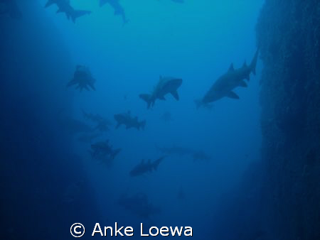 Sharks everywhere!!!
My favourite dive site. Good condit... by Anke Loewa 