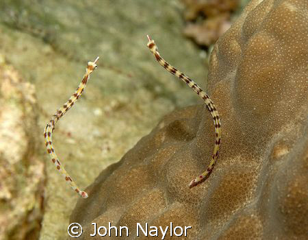 red sea pipefish. by John Naylor 