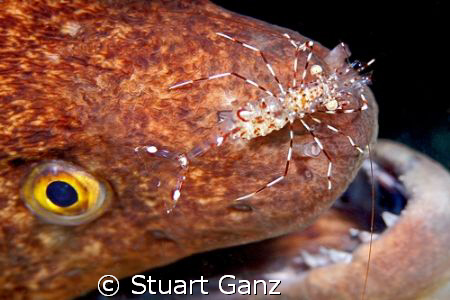 Is that a shrimp on your nose or are you just happy to se... by Stuart Ganz 