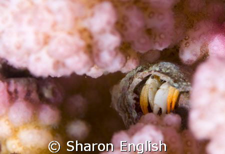 Hermit Crab hiding in pink fairy floss by Sharon English 