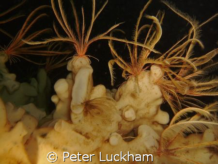 "Feathers on a cloud", feather stars resting on cloud spo... by Peter Luckham 